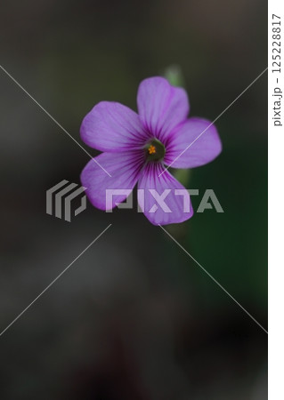 可憐なイモカタバミの花 可憐なイモカタバミの花 125228817