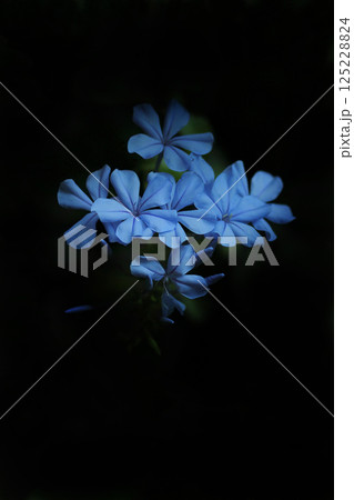 青いルリマツリの花 青いルリマツリの花 125228824