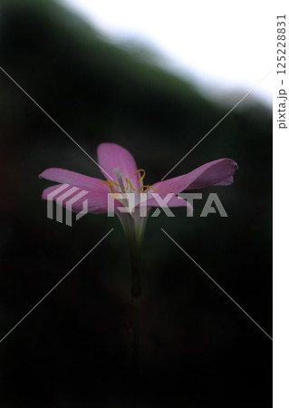 可憐なサフランモドキの花 可憐なサフランモドキの花 125228831