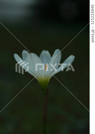 白いタマスダレ 125228840