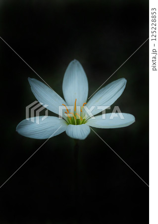 白いタマスダレの花 白いタマスダレの花 125228853