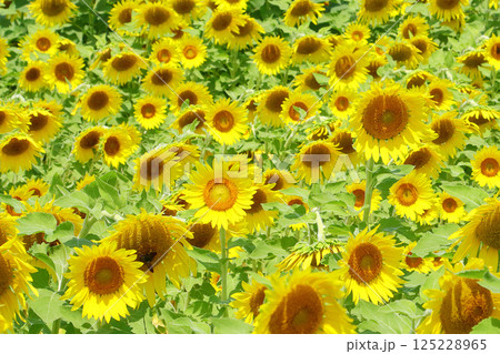 一面に咲き誇ったひまわり畑 一面に咲き誇ったひまわり畑 125228965