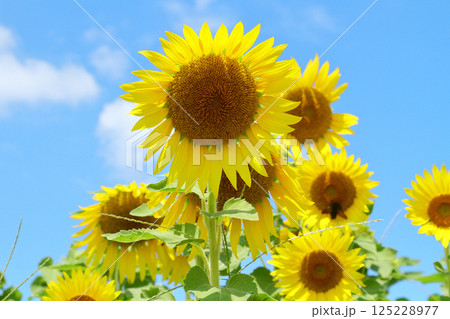 ひまわりと青い空 ひまわりと青い空 125228977
