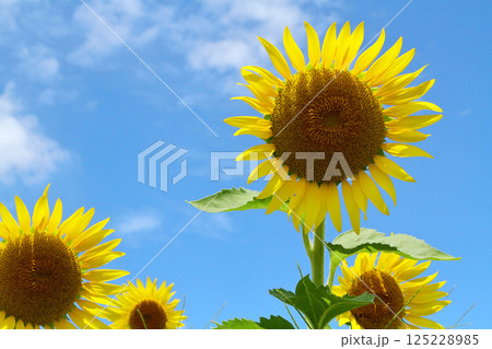 青空に咲くひまわり 125228985