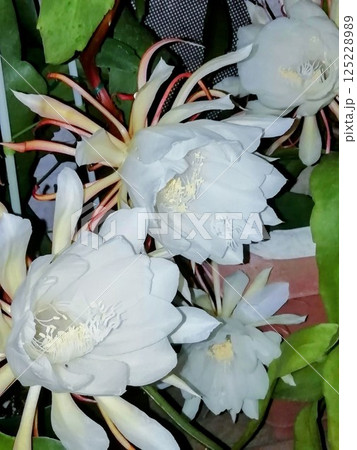 月下美人 125228989