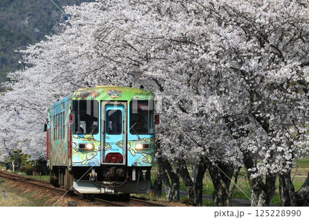 長良川鉄道 桜並木① 125228990