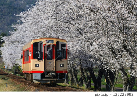 長良川鉄道 桜並木③ 長良川鉄道 桜並木③ 125228992