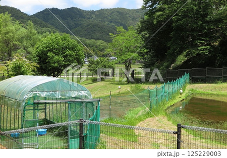 兵庫県立コウノトリの郷公園：公開飼育ケージの一角 125229003