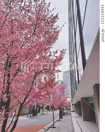 《東京》高層ビル周辺に満開の桜 125229041
