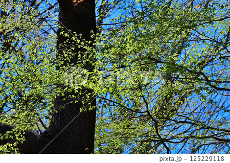 新緑の季節 萌黄色の雑木 上尾丸山公園付近 新緑の季節 萌黄色の雑木 上尾丸山公園付近 125229118