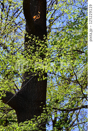 新緑の季節 萌黄色の雑木 上尾丸山公園付近 新緑の季節 萌黄色の雑木 上尾丸山公園付近 125229119