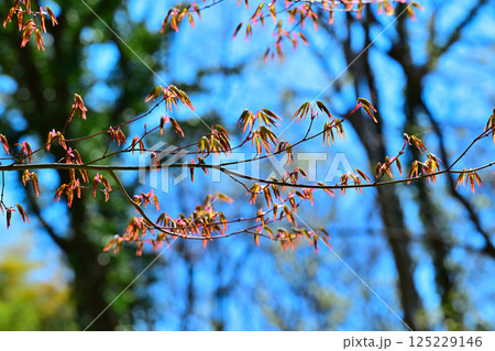 モミジの若葉の新緑 上尾丸山公園付近 モミジの若葉の新緑 上尾丸山公園付近 125229146