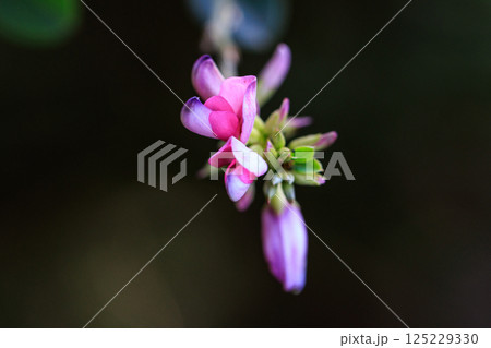 古くから親しまれる万葉の花ハギ 125229330