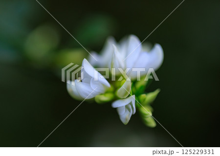 古くから親しまれる万葉の花ハギ 125229331