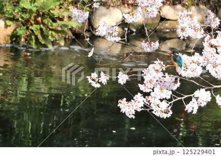 サクラとカワセミ 125229401