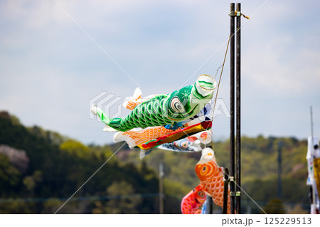 根がらみ前水田　鯉のぼり 125229513