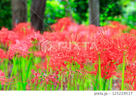 秋のお彼岸に合わせるように赤い花を咲かせるヒガンバナ 125229517