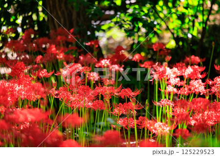 秋のお彼岸に合わせるように赤い花を咲かせるヒガンバナ 秋のお彼岸に合わせるように赤い花を咲かせるヒガンバナ 125229523