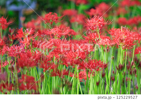秋のお彼岸に合わせるように赤い花を咲かせるヒガンバナ 秋のお彼岸に合わせるように赤い花を咲かせるヒガンバナ 125229527