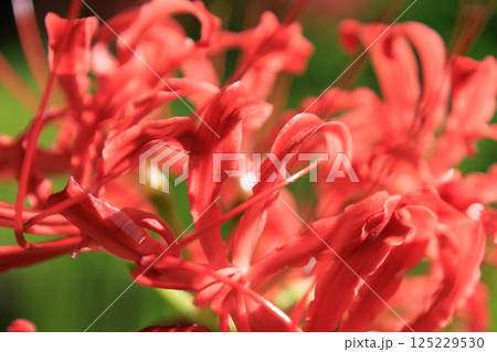秋のお彼岸に合わせるように赤い花を咲かせるヒガンバナ 秋のお彼岸に合わせるように赤い花を咲かせるヒガンバナ 125229530