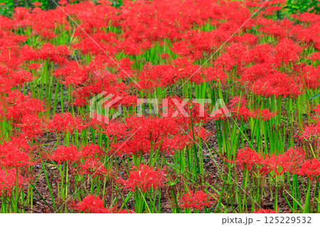 秋のお彼岸に合わせるように赤い花を咲かせるヒガンバナ 秋のお彼岸に合わせるように赤い花を咲かせるヒガンバナ 125229532