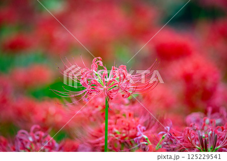 秋のお彼岸に合わせるように赤い花を咲かせるヒガンバナ 秋のお彼岸に合わせるように赤い花を咲かせるヒガンバナ 125229541