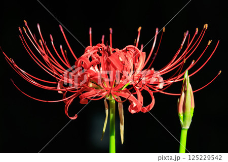 秋のお彼岸に合わせるように赤い花を咲かせるヒガンバナ 秋のお彼岸に合わせるように赤い花を咲かせるヒガンバナ 125229542