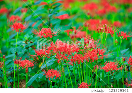 秋のお彼岸に合わせるように赤い花を咲かせるヒガンバナ 秋のお彼岸に合わせるように赤い花を咲かせるヒガンバナ 125229561
