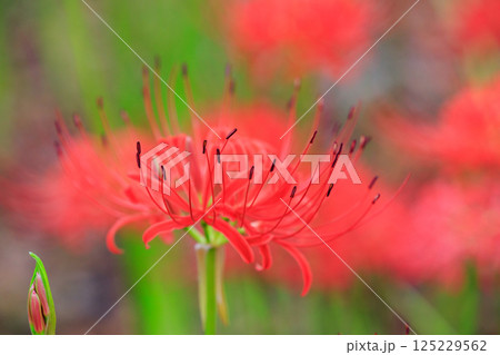 秋のお彼岸に合わせるように赤い花を咲かせるヒガンバナ 125229562