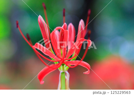 秋のお彼岸に合わせるように赤い花を咲かせるヒガンバナ 125229563