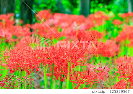 秋のお彼岸に合わせるように赤い花を咲かせるヒガンバナ 秋のお彼岸に合わせるように赤い花を咲かせるヒガンバナ 125229567