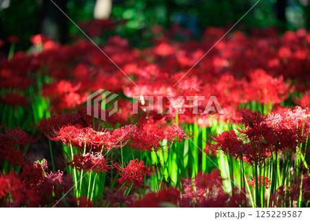 秋のお彼岸に合わせるように赤い花を咲かせるヒガンバナ 秋のお彼岸に合わせるように赤い花を咲かせるヒガンバナ 125229587