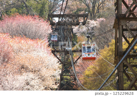 世界遺産　吉野山の満開の桜とケーブル 125229628
