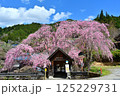 バス停と枝垂桜 125229731