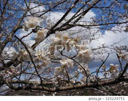 桜のクローズアップ写真 125229751