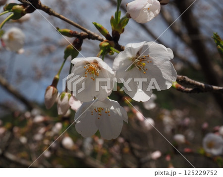 桜のクローズアップ写真 桜のクローズアップ写真 125229752