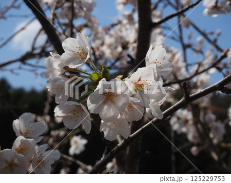 桜のクローズアップ写真 桜のクローズアップ写真 125229753