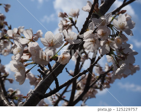 桜のクローズアップ写真 桜のクローズアップ写真 125229757