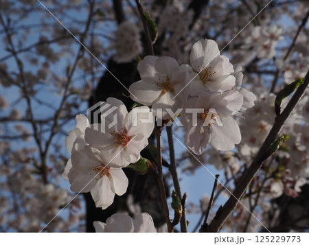桜のクローズアップ写真 桜のクローズアップ写真 125229773