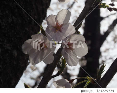 桜のクローズアップ写真 桜のクローズアップ写真 125229774