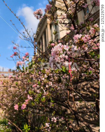 Pink flowers blooming near the National museum in prague, czechia 125229799