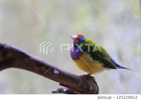 オーストラリアの可愛い小鳥、コキンチョウ オーストラリアの可愛い小鳥、コキンチョウ 125229812