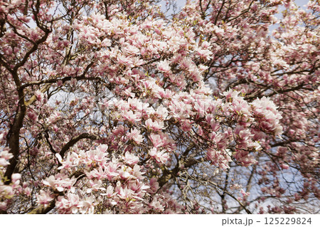 Pink magnolia tree blooming in spring season in Vojan Gardens Prague copy space wallpaper Pink magnolia tree blooming in spring season in Vojan Gardens Prague copy space wallpaper 125229824