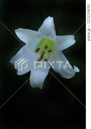 白いニワシロユリの花 白いニワシロユリの花 125229930
