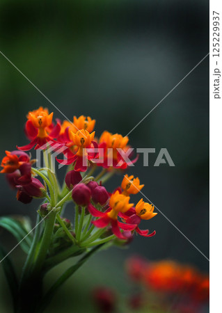 カラフルなトウワタの花 125229937