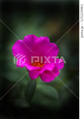 ピンクのマツバボタンの花が咲いた 125229961