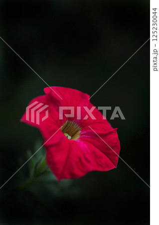 赤いペチュニアの花 125230044