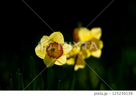 満開の水仙の花びら 125230139