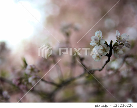 4月に咲いた可愛らしいピンク色の桜の花「大漁桜(タイリョウザクラ)」 4月に咲いた可愛らしいピンク色の桜の花「大漁桜(タイリョウザクラ)」 125230226