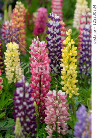 カラフルなルピナス 125230234